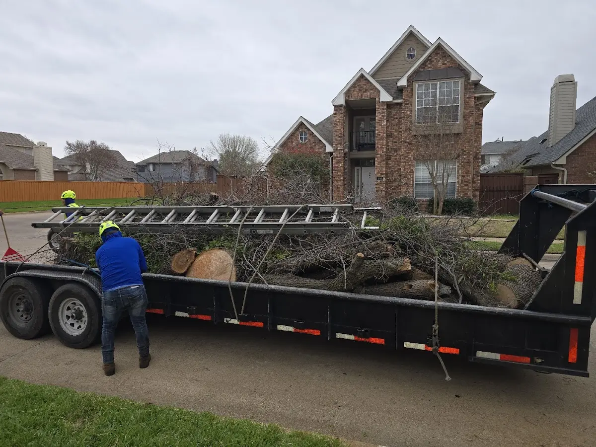 Expert Tree Pest Control with proper safety equipment in Whitehall